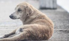 代表好运的狗狗名字 招财又不俗气的狗名