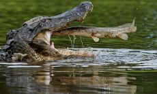 孔祥琮姓名评分93分