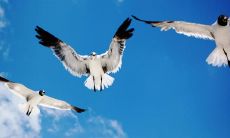 殷霄雷姓名评分82分