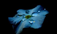 带花字有诗意的网名 古风清雅的昵称