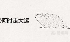 72年属鼠何时走大运 一生三场旺运年份