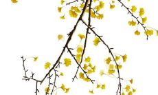 2022年农历十月商铺开业良机 宜开业黄道吉日