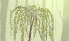 当狮子座面临冰桶效应