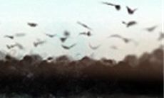 预示身体有疾病的生命线