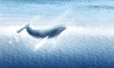 属猪的天秤座和哪个生肖星座最配