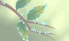 属龙为何春节后对家乡念念不舍