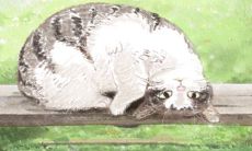 属猪坏在哪里，你喜欢这一款？