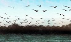 春节习俗:为什么大年初二要回娘家?