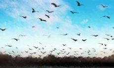 十二星座被伤后的心是什么做的