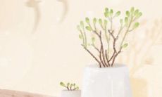 属羊会因为什么掏空自己的银行卡