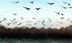 属兔人遇见碰瓷的都会怎样解决