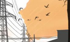 属猪生病后会有多少人生感悟