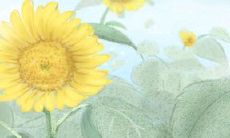 最不满意就是自己外表的星座