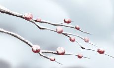 属猪会为爱情做出的改变