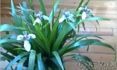 家里养这三种花可以为你带来好运