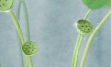 坚贞不屈,这些生肖最有操守