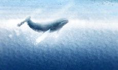 天蝎座为什么喜欢双鱼座，他们相配吗？