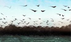 眉毛看相：八字眉的男人命运如何