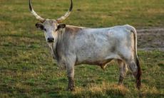 属牛2021.10.4运势 易受到伤害