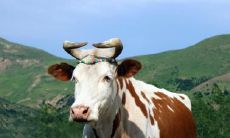 属牛48岁本命年很可怕吗 属牛本命年怎么避祸