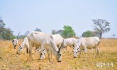 97年属牛二月哪一天出生好 农历二月出生生肖牛性格