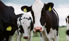 属牛2021.9.29运势 有望升职加薪