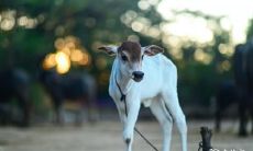 97年农历7月的牛是什么命 命运如何