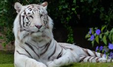 十二生肖最诚实的动物,诚实守信的生肖