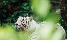 十二生肖最嫩的动物,无论多大还是很幼稚