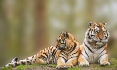 十二生肖最能吃苦的生肖,不会对任何困难低头