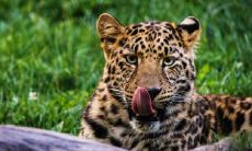 十二生肖最不孝顺的生肖,自私自利令父母心寒