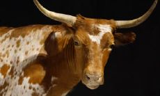 属牛2021.9.19运势 运势不错未发生变化