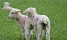 十二生肖最能用心的生肖,从不轻易放弃