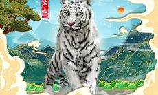 虎宝宝为什么不好 2022年哪些生肖不宜生虎