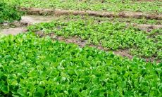 美容养生在五行中属火吗 属火有什么特性