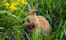 十二生肖最能忍的生肖,忍耐力超强的属相