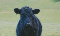 十二生肖最不好的生肖,运气差又命苦