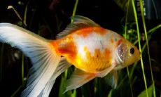 美容养生五行属于什么行业 是属水还是土