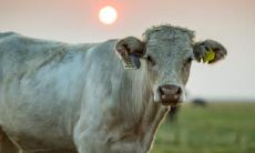 属牛2021.9.11运势 感情受挫