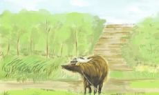 十二生肖最努力赚钱是谁,坚信劳动致富