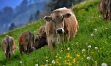 十二生肖最难过的年龄,最难熬的时期