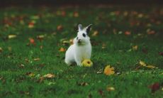 属兔2021.12.13运势 干劲冲天