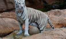 十二生肖最吃香的动物,最受大家的欢迎