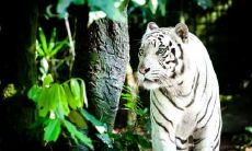 属虎和属牛的合不合 虎牛的亲人关系好吗