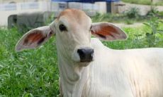 属牛2021.9.2运势 感情事业宜主动争取