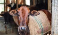 属牛2021.8.31运势 感情不利事业顺畅