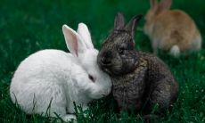 十二生肖最闹腾的动物,就没有安静的时候