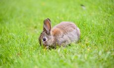 属兔2021.12.8运势 小心被骗取钱财