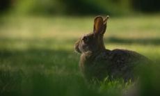 属兔2021.12.4运势 很体贴