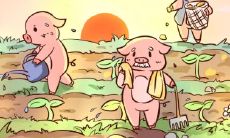 属猪2021.9.3运势 职场失意情场得意